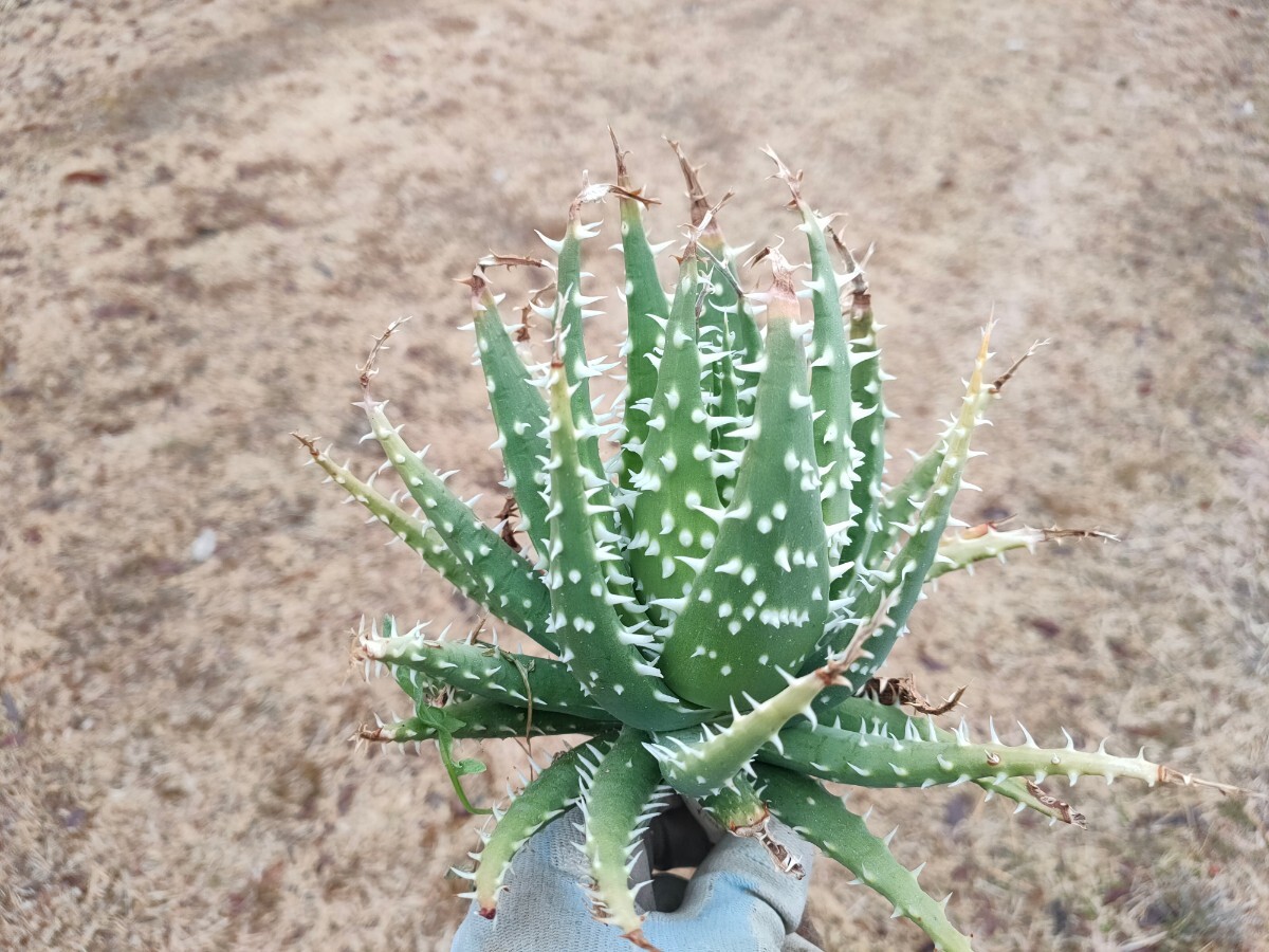月曜夜〆 アロエ ハイブリッド Aloe hybrid エリナケア× プラテンシス 小ぶりで可愛いですよぅ_画像4