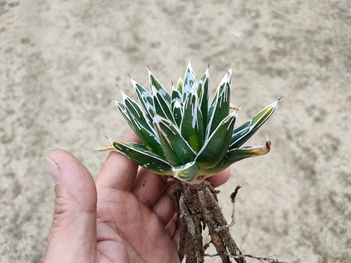 アガベ Agave 笹の雪 ペンキのりまくり Agave victoriae reginae_画像3