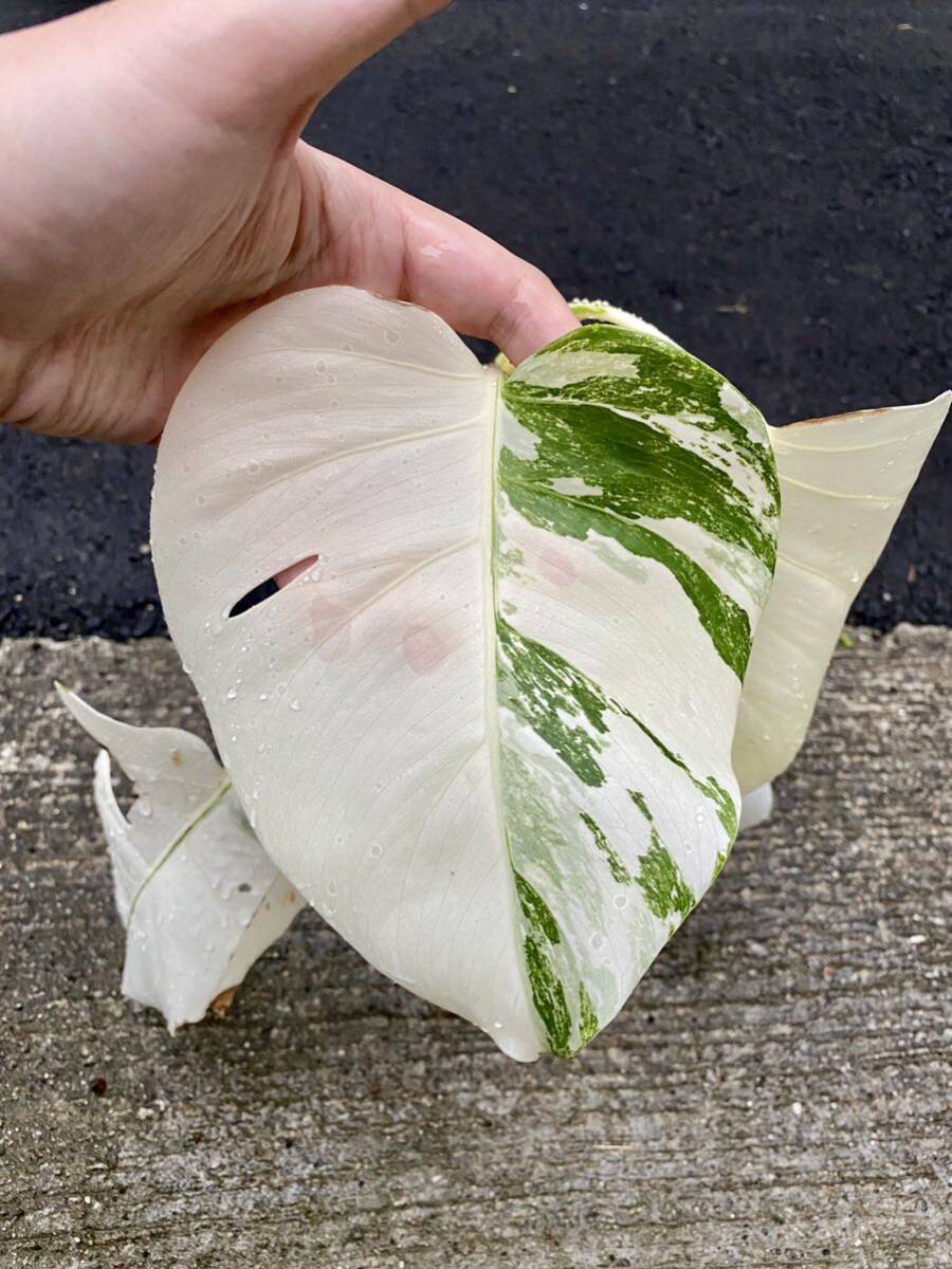 YC_230 特麗白斑入り モンステラ ボルシギアナ ホワイトタイガー　Varigated Monstera Borsigana white tiger_画像2