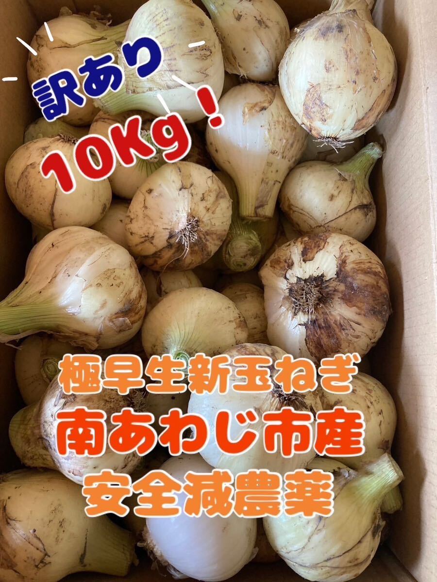 淡路島玉ねぎ極早生☆訳あり10キロ(箱重さ含まない)農家直送◎茎のオマケ付き（●＾o＾●）_画像1