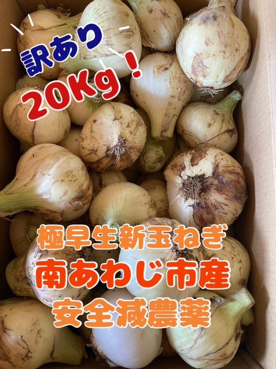 ◎淡路島玉ねぎ★減農薬極早生新玉ねぎ☆訳あり20キロ(箱重さ含まない)農家直送◎茎のオマケ付き（●＾o＾●）_画像1