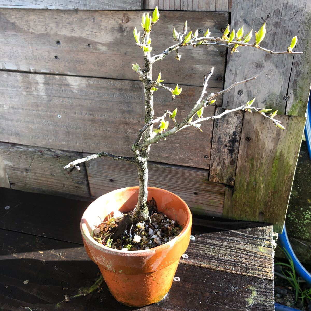 老鴉柿 春の芽吹き^_^の画像1