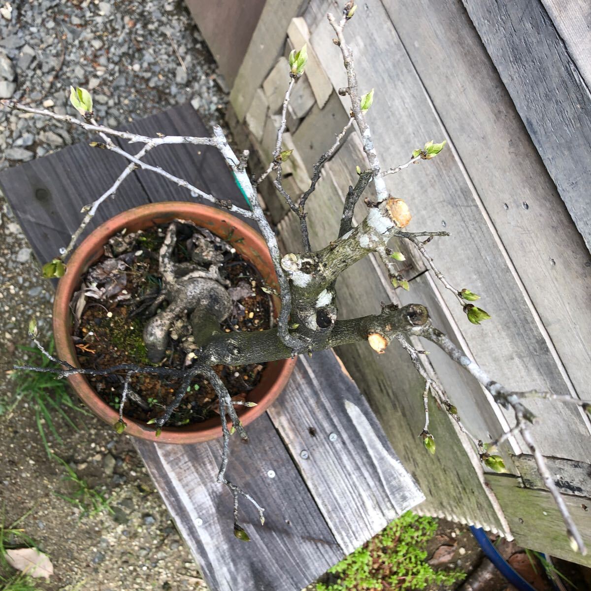 老鴉柿 盆栽素材 奇怪な立ち上がり 同梱不可の画像9