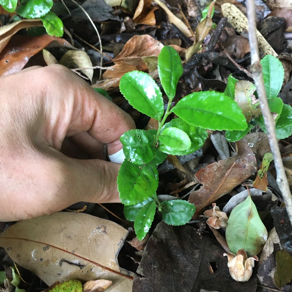 ★★お茶の木10株★★お茶の苗木　日本茶の苗　抜き苗