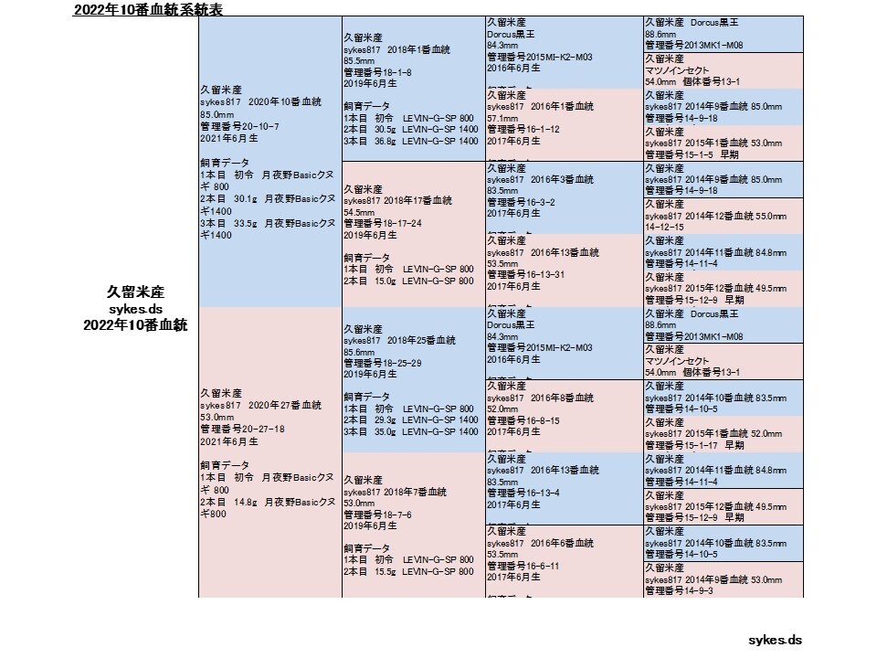 オオクワガタ ペア オス84.0mm メス53.5mm 国産 久留米市産 大型血統 成虫 自家ブリード個体 2023年6月生まれ 即ブリード可能の画像4