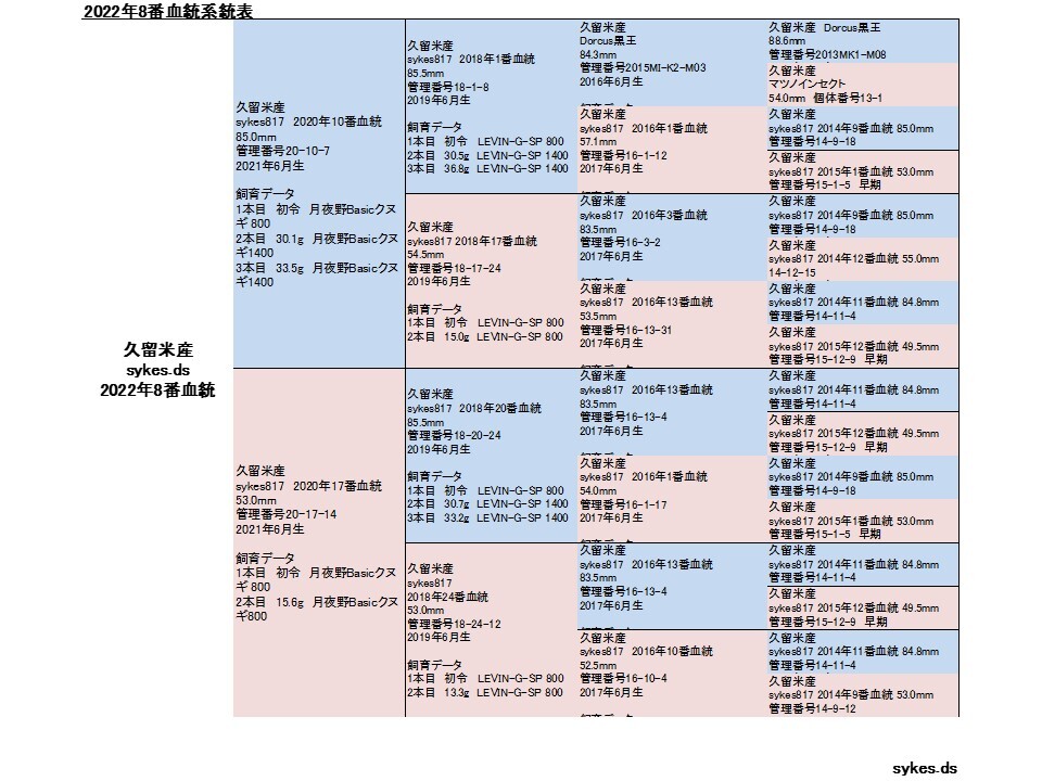 オオクワガタ ペア オス81.0mm メス50.5mm 国産 久留米市産 大型血統 成虫 自家ブリード個体 2023年6月生まれ 即ブリード可能の画像4