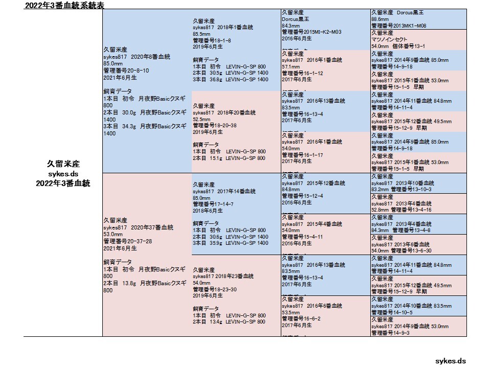 オオクワガタ ペア オス83.0mm メス52.5mm 国産 久留米市産 大型血統 成虫 自家ブリード個体 2023年6月生まれ 即ブリード可能の画像3