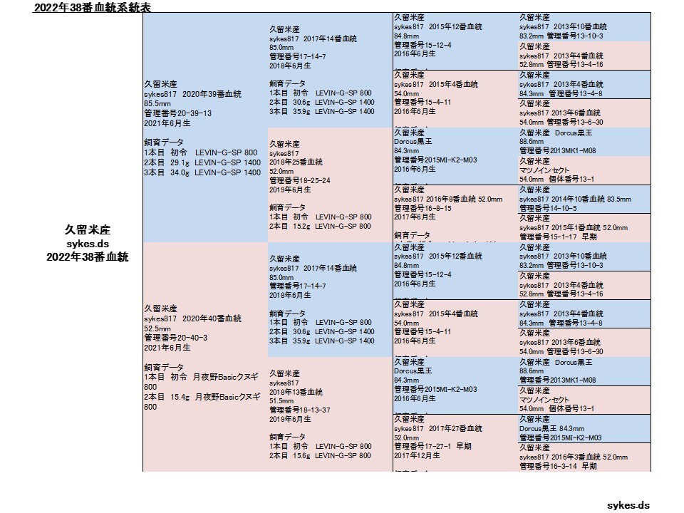 オオクワガタ ペア オス82.5mm メス52.5mm 国産 久留米市産 大型血統 成虫 自家ブリード個体 2023年6月生まれ 即ブリード可能_画像4