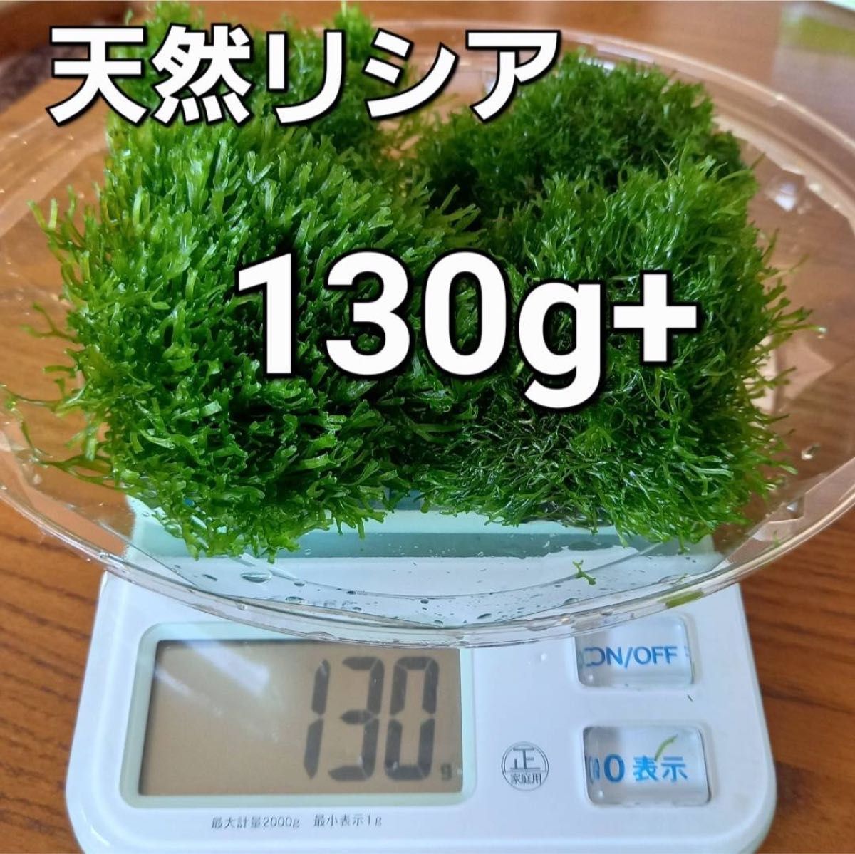 天然リシア130g+20g　おまけでアマゾンフロッグピット　おまけアカウキクサ　 水草  メダカ アクアリウム 水中葉  熱帯魚 