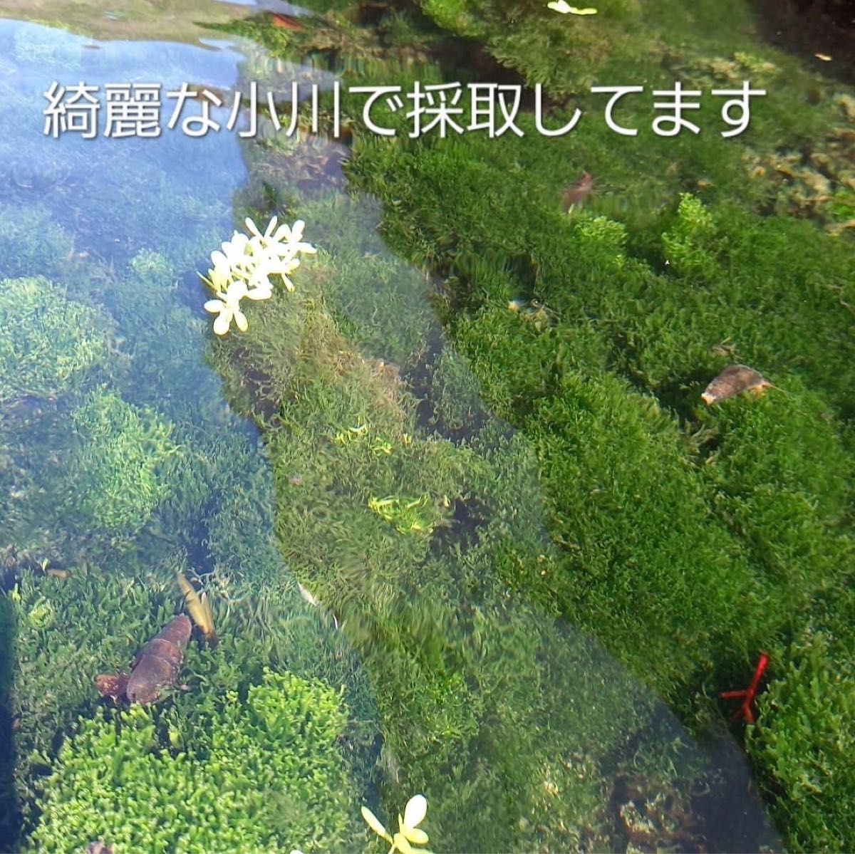 天然リシア130g+20g　おまけでアマゾンフロッグピット　おまけアカウキクサ　 水草  メダカ アクアリウム 水中葉  熱帯魚 