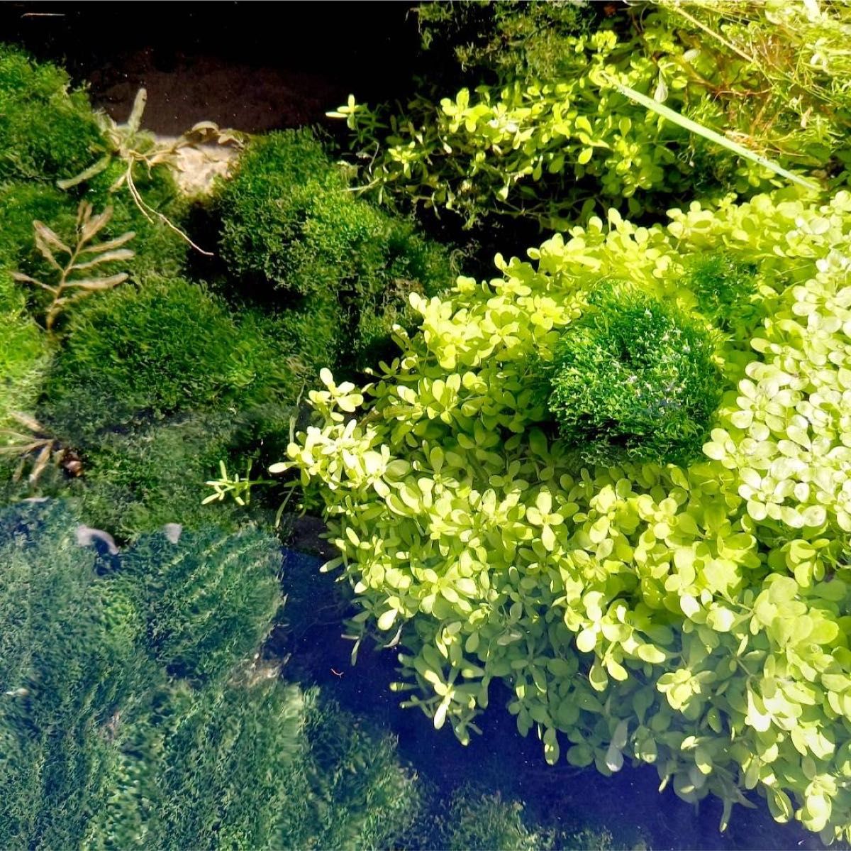 天然リシア200g+30g　おまけでアマゾンフロッグピット　おまけアカウキクサ　水草  メダカ アクアリウム 水中葉  熱帯魚 