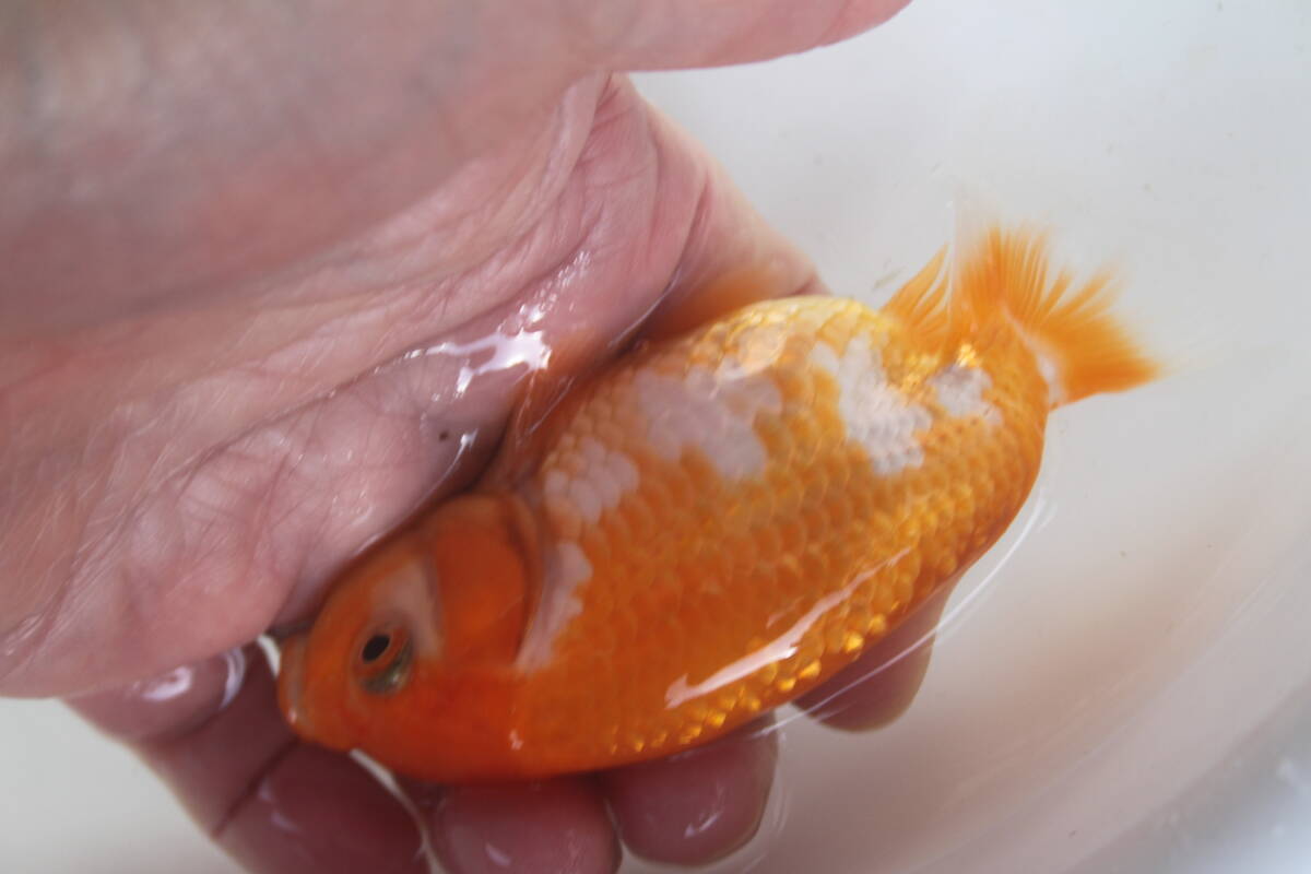 * special selection *. peace 5 year production beautiful .. pattern . tail tube. fat fn tongue. .. golgfish..10cm degree 