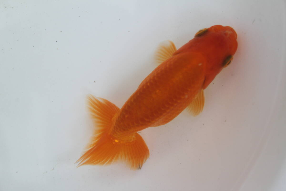 * special selection *. peace 5 year production beautiful deep-red . tail tube. fat fn tongue. .. golgfish..9cm degree 