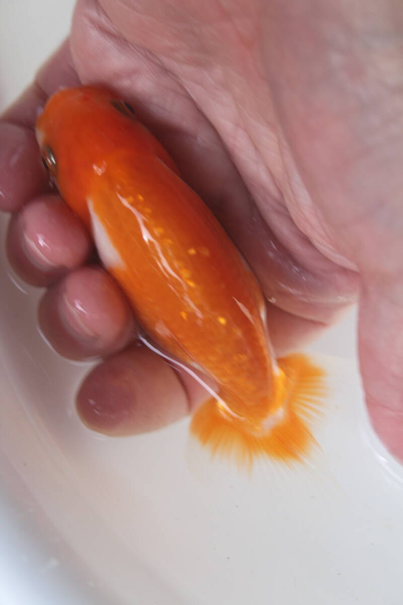 * special selection *. peace 5 year production beautiful .. pattern . tail tube. fat fn tongue. .. golgfish..10cm degree 