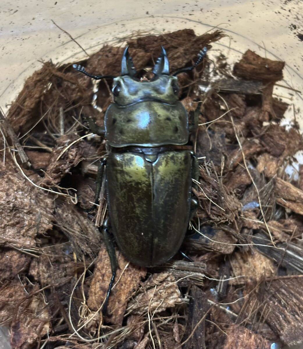 ♂単品 モセリオウゴンオニ モセリオウゴンオニクワガタ_画像1