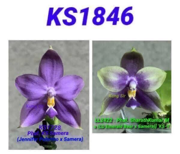 (^。 ^)(936) 新入荷,Phal. KS Samera 'KS1728-7' x Phal. Lioulin Blue Alice 'KS-1',_参考画像