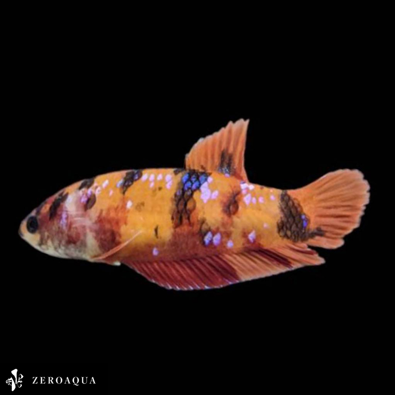 【動画】 オス ベタ (b8850) タイ産 熱帯魚 プラカット ブラック ホワイト オレンジ レッド_画像4