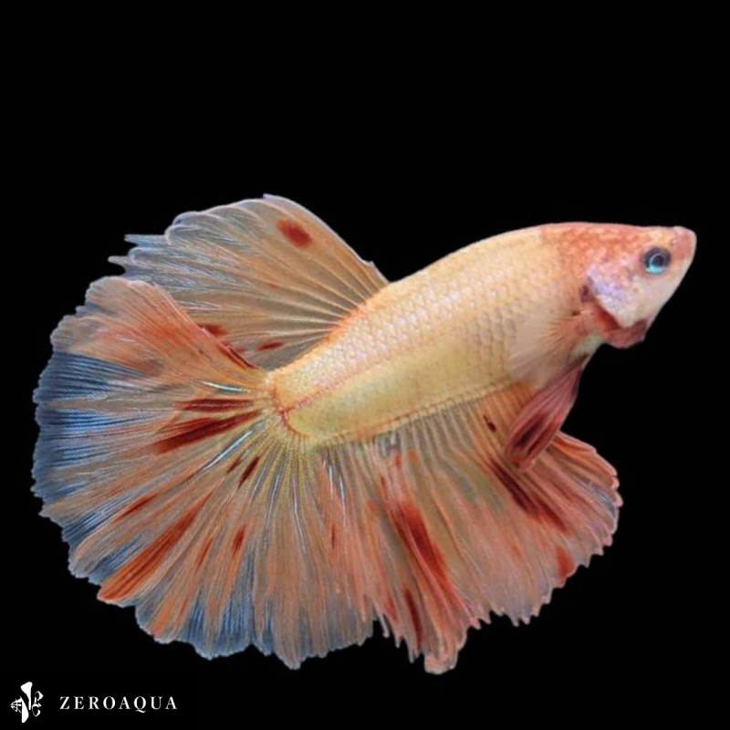 【動画】 オス ベタ (b8913) タイ産 熱帯魚 ハーフムーン ホワイト オレンジ レッド_画像3