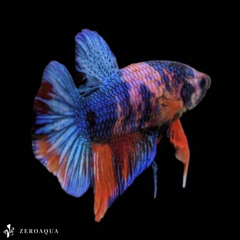 [ animation ] male betta (b8923) Thai production tropical fish pra cut black white orange blue 