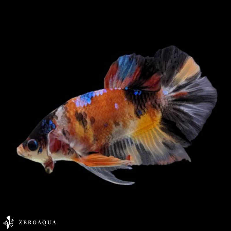 【動画】 オス ベタ (b8937) タイ産 熱帯魚 プラカット ブラック ホワイト イエロー オレンジ ターコイズ_画像2