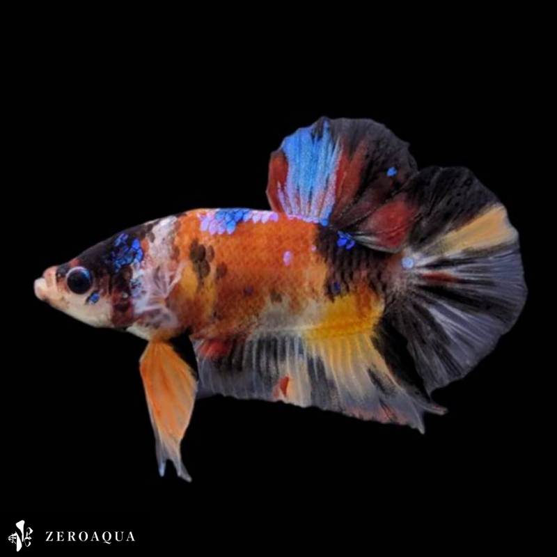 【動画】 オス ベタ (b8937) タイ産 熱帯魚 プラカット ブラック ホワイト イエロー オレンジ ターコイズ_画像4