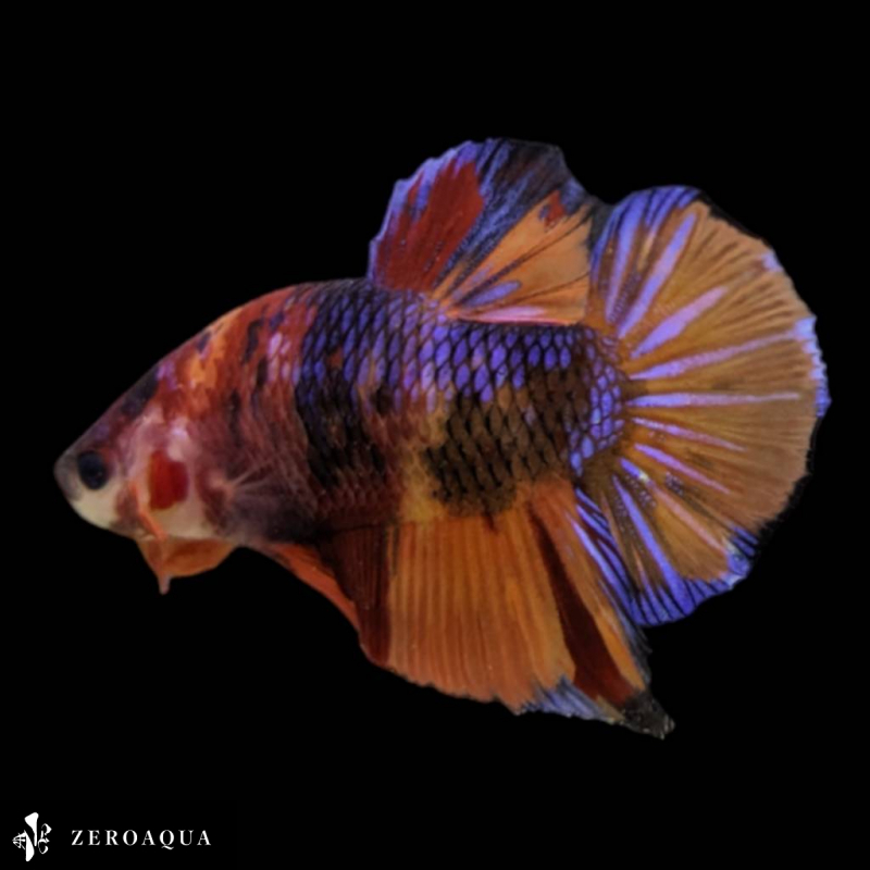 [ animation ] male betta (b9011) Thai production tropical fish pra cut black orange Red Bull -