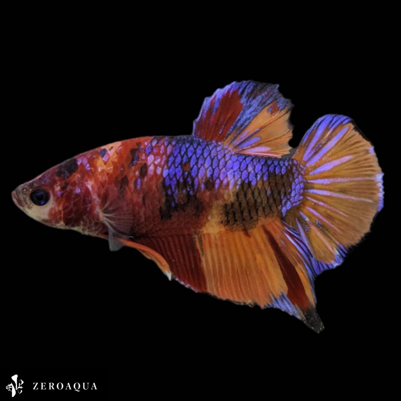 [ animation ] male betta (b9011) Thai production tropical fish pra cut black orange Red Bull -