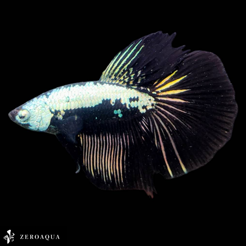 [ animation ] male betta (b9028) Thai production tropical fish half moon black silver 
