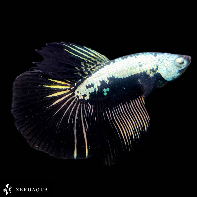 [ animation ] male betta (b9028) Thai production tropical fish half moon black silver 