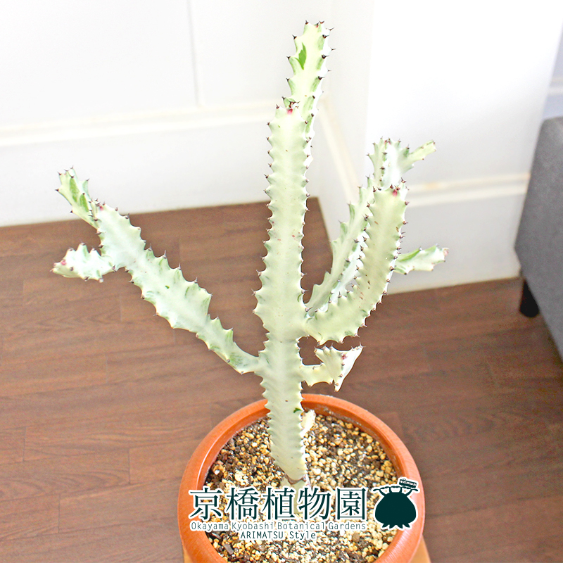 【現品】ユーフォルビア・ホワイトゴースト 7号 茶鉢（3）Euphorbia lactea White Ghost_画像2