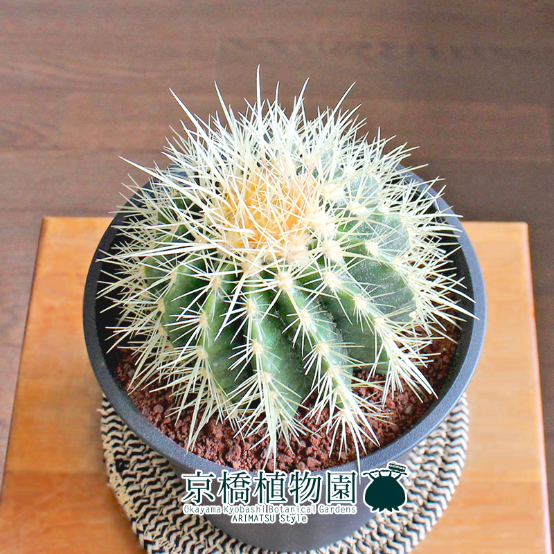 【現品】サボテン 金鯱（キンシャチ） 5号 黒鉢（3）Echinocactus grusonii_画像2
