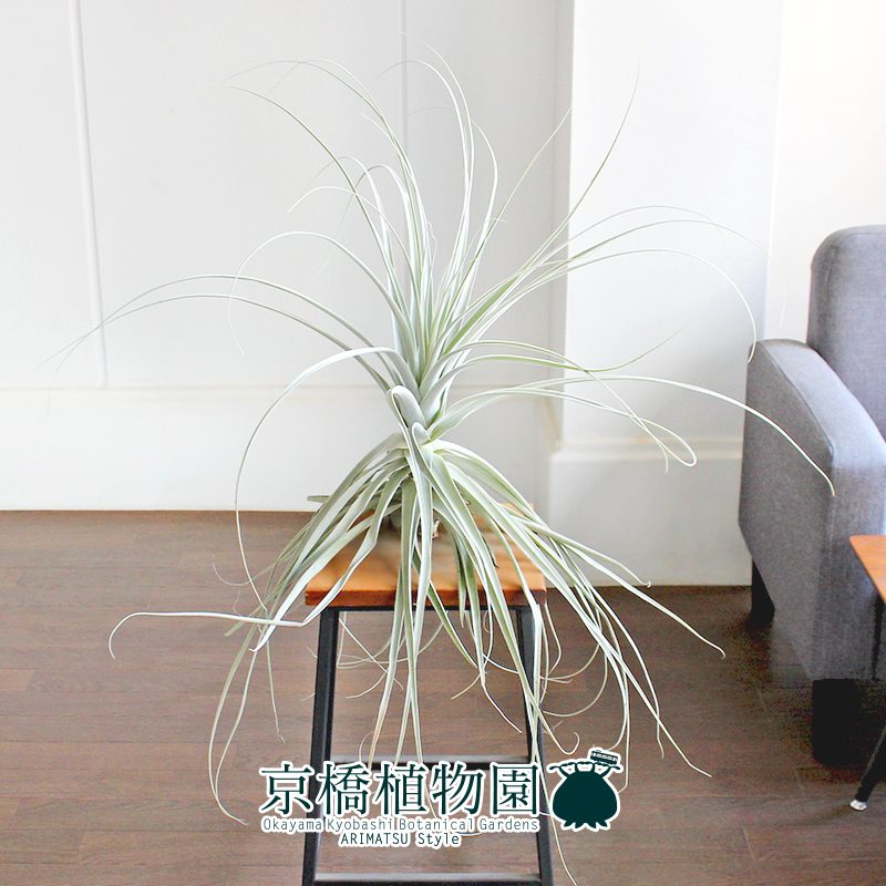 【現品】チランジア・ストラミネア 大（2）Tillandsia straminea_画像3