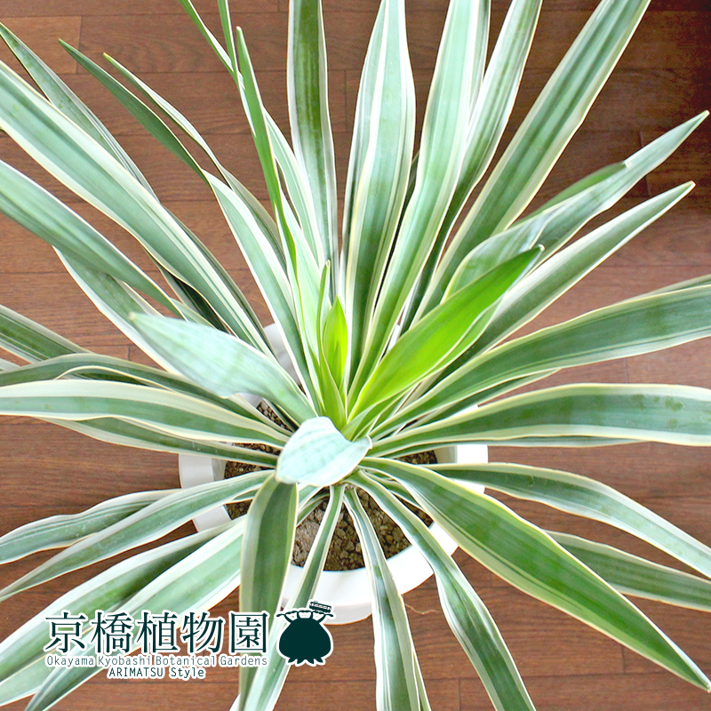 【現品】ユッカ・グロリオサ・バリエガータ 7号 白鉢（3）Yucca gloriosa 'Variegata'_画像2