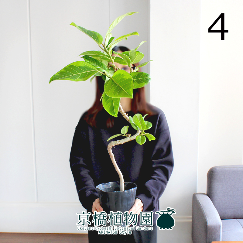 【現品】フィカス・アルテシーマ 曲がり 5号ポット（4）Ficus altissima_画像1