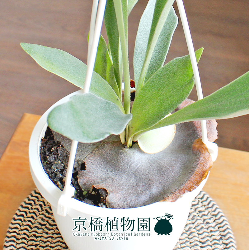 [ reality goods ] Platycerium / staghorn fern *bi full katsum4 number hanging lowering (3)Platycerium bifurcatum