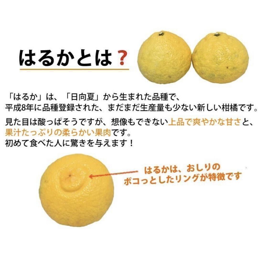 【商品説明をご覧下さい！】とても綺麗で極甘！驚きの甘さ！大人気！熊本産《特大はるか》3Lサイズ 約5k 熊本フルーツ堂15の画像3