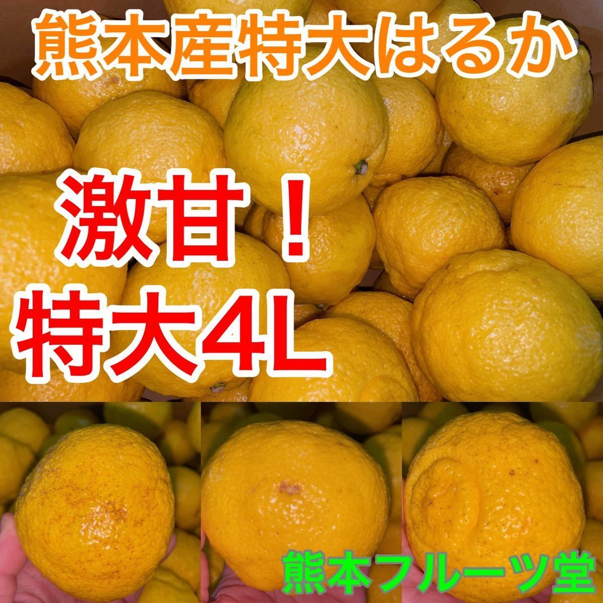 【商品説明をご覧下さい！】極甘！驚きの甘さ！大人気！熊本産《特大はるか》4Lサイズ 約5k 熊本フルーツ堂10_画像1