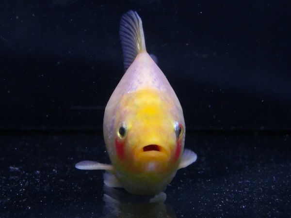 【小川屋】玉サバ ジャンボ血統 約9cm♂ 2023年産 金魚 (c1)_画像3