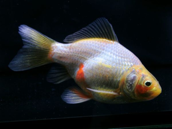 【小川屋】玉サバ ジャンボ血統 約9cm♂ 2023年産 金魚 (c1)_画像2