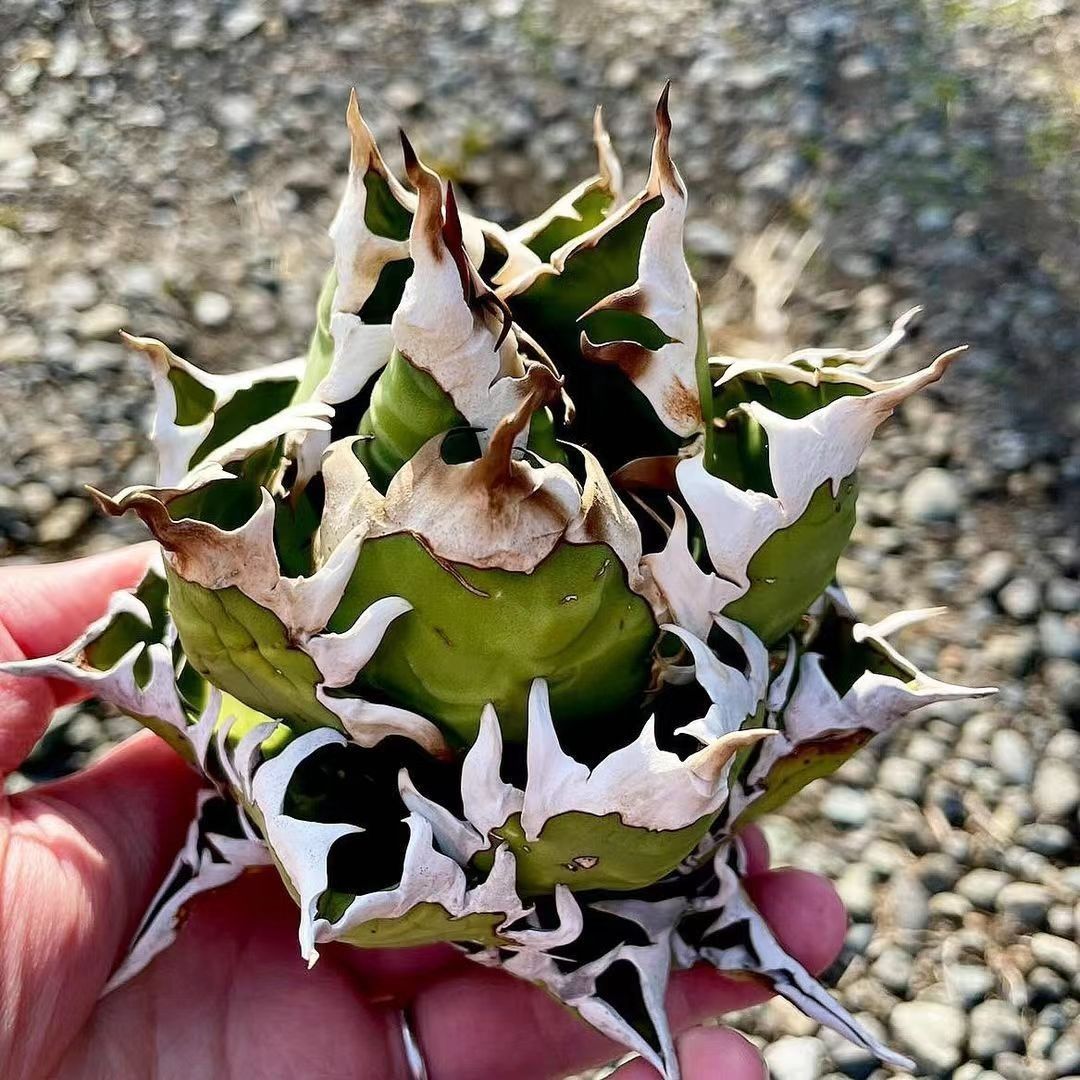 982 アガベ チタノタ 【大鋼牙】超レア種優良血統 子株|Yahoo 982 アガベ チタノタ 【大鋼牙】超レア種優良血統 子株|Yahoo