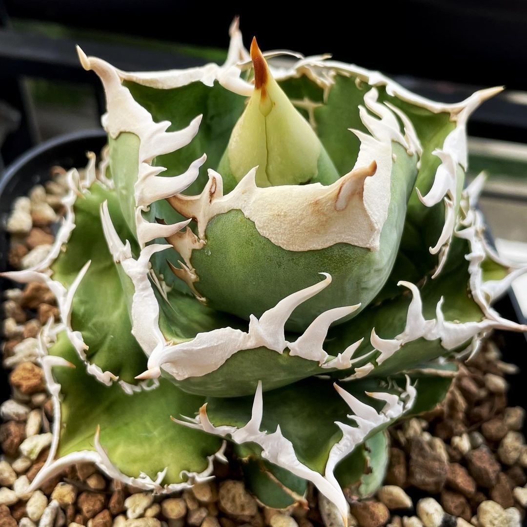 751 希少 多肉植物 アガベ チタノタ 角龍 厳選子株|Yahoo 751 希少 多肉植物 アガベ チタノタ 角龍 厳選子株|Yahoo