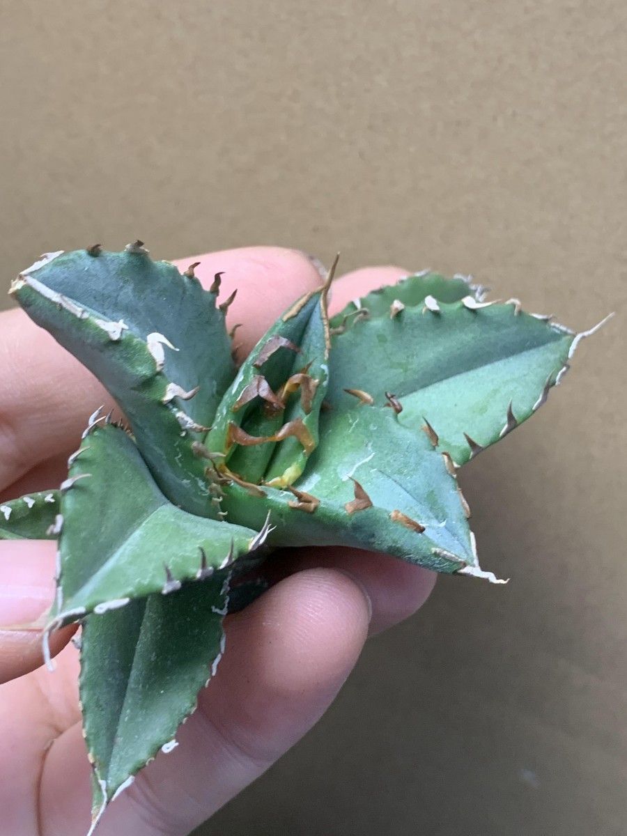 751 希少 多肉植物 アガベ チタノタ 角龍 厳選子株|Yahoo 751 希少 多肉植物 アガベ チタノタ 角龍 厳選子株|Yahoo