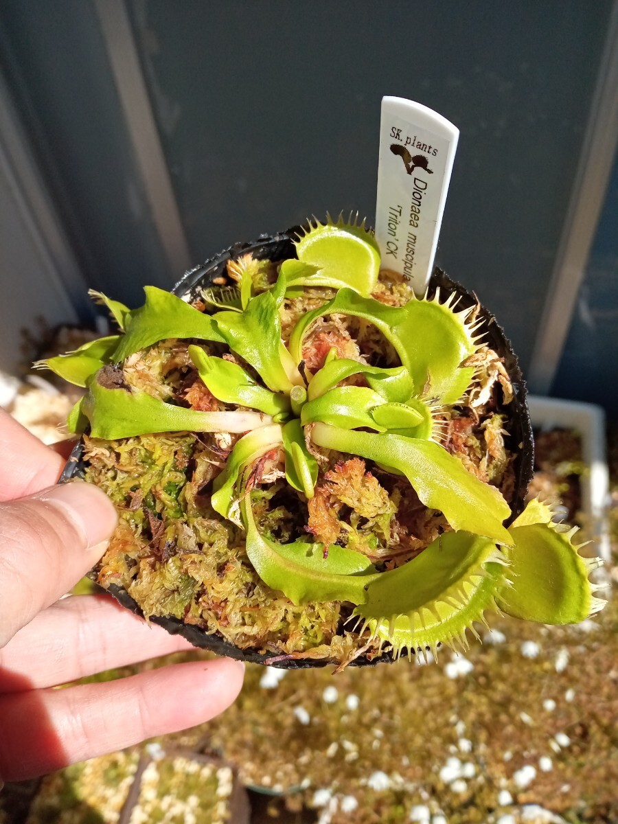 食虫植物 Dionaea muscipula Triton CK ハエトリソウ NO.2_画像1