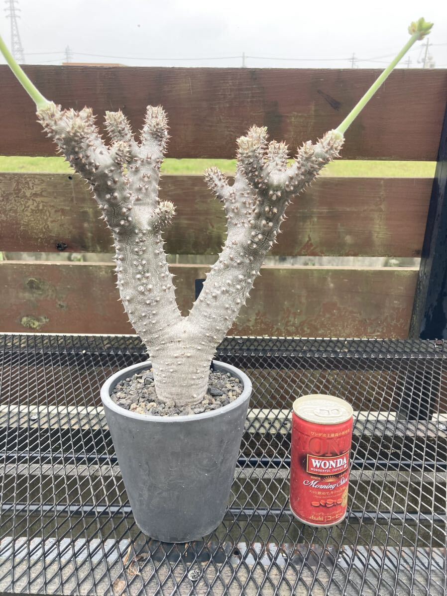 スーパースペシャル株 パキポディウム タッキー実生Pachypodium 多肉植物 gracilius ウィンゾリー 塊根植物 ユーフォルビア 大株 の画像1