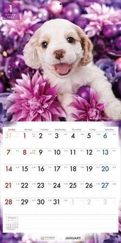 アメリカン・コッカー・スパニエル PICTWAN (ピクトワン) カレンダー DOG 【L版】 2024年カレンダー24CL-50001Lの画像5