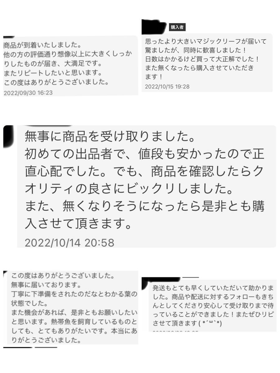 沖縄県やんばる産マジックリーフ 120g 43〜50枚入　UV殺菌灯照射済み①