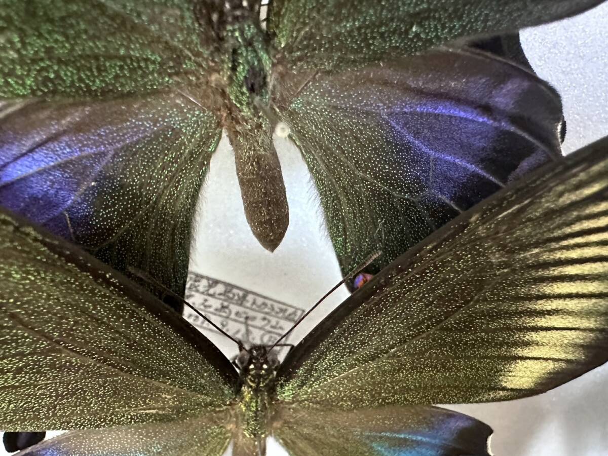 国産蝶標本 トカラカラスアゲハ 夏型♂ ♀ ドイツ箱 トカラ列島 鹿児島県 の画像3