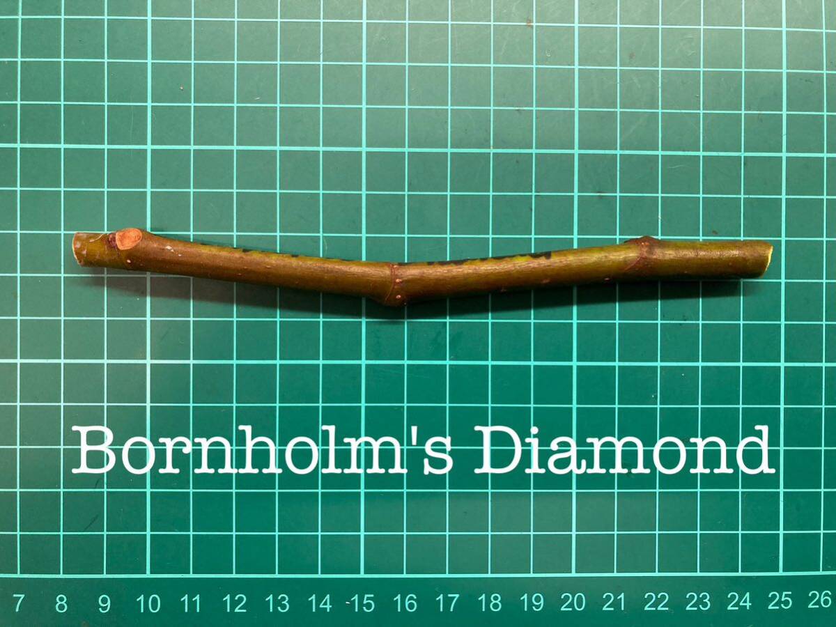 いちじく Bornholm's Diamond 挿し穂 1本（穂木・挿木）@1281の画像1