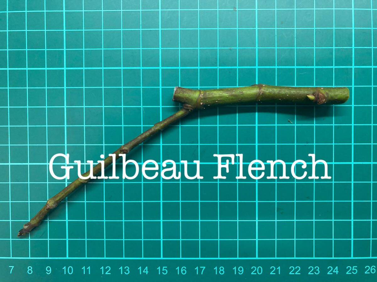 いちじく Guilbeau French 挿し穂 1本（穂木・挿木）@1315の画像1