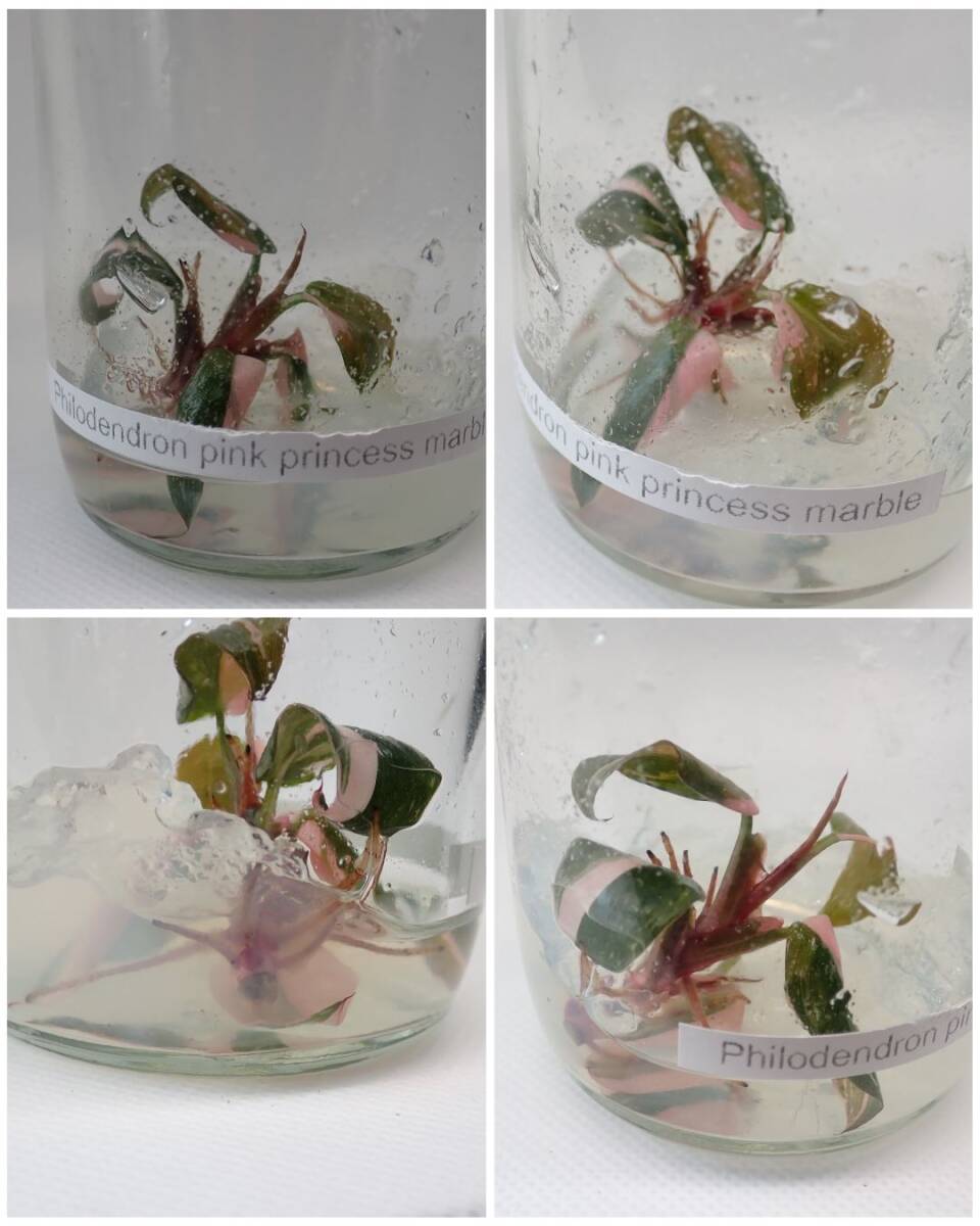 L3【Philodendron 'Pink Princess Marble'】 フィロデンドロン・ピンクプリンセス・マーブル　tissue culture / 組織培養 *P.midori*_画像2